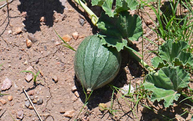 Apodanthera undulata, Melon Loco, Southwest Desert Flora